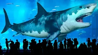 10 Biggest Sharks Ever Existed (Meg Isn't Only the Largest!)