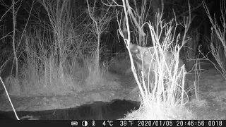 Nocne życie lasu. Jak się bawią dziki, gdy my śpimy?