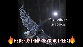 Как поймать ястреба🔥goshawk  trap Falconry in Kyrgyzstan