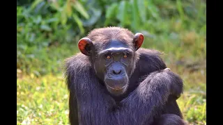 Rescued chimp gets second chance after escaping tiny cage