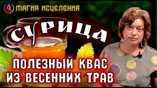 Сурица — Полезный Квас из весенних трав, как готовить Cурицу | Рецепт травяного домашнего кваса