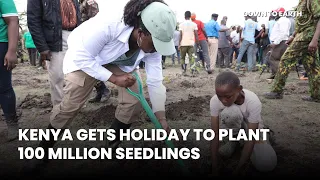 Kenya gets tree-planting holiday to plant 100 million seedlings