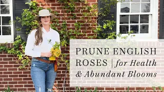 Prune English Garden Roses for Health & Blooms | Climbing, Rambling, & Shrub Rose Tutorial