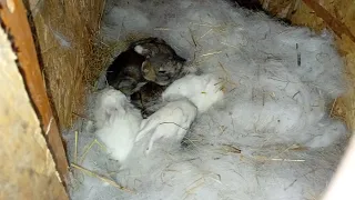 au deschis ochi puii de uriaș de Transilvania și berbec german