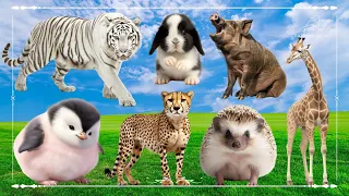 Sound Of Cute Animals, Familiar Animal: Tiger, Rabbit, Boar, Giraffe, Penguin, Cheetah & Hedgehog