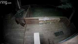 Bear scared off by electric fence at lake tahoe