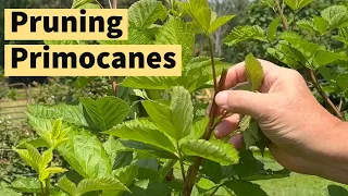 🍇 Master the Art of Pruning Blackberries ✂ Expert Tips and Techniques    #pruningprimocanes