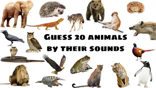 guess the animal quiz animal shadow game| guess 30 animals sound quiz