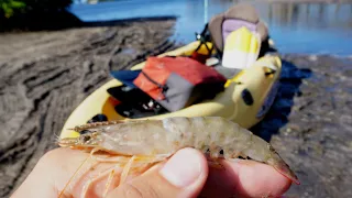Kayak Fishing with LIVE Shrimp for Snook, Redfish & Tarpon