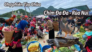 Chợ phiên độc đáo nhất Điện Biên- Bất ngờ xuất hiện chim Đa Đa và Rùa Núi