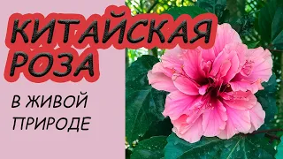 ГИБИСКУС или Китайская роза в живой природе. Особенности роста