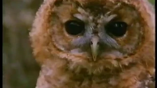 CH4 Wild Britain - The Bigamy Bird (narrated by Sean Barrett) (Jan 1998)