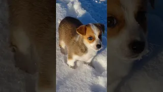 Памяти Чарли...😭 Самый лучший в мире пёсик💔