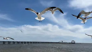 Seagulls in the Morning