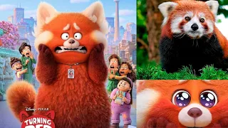 Disney and Pixar's Turning Red  The CARACTERS ON REAL LIFE