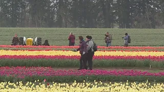 Kohr Explores: Wooden Shoe Tulip Festival springs to life