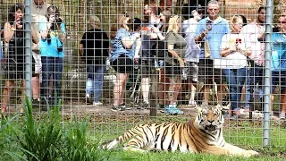 700 Guests Visit Big Cat Rescue!!