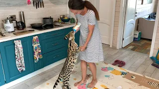 SERVAL KITTEN DRINKS MILK AND PLAYS WITH THE CHILD