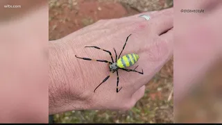 Joro spider research going on in the Midlands