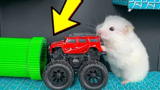 🐹 Hamster Escapes the Bad Princess Maze for Pets in real life 🐹 Homura Ham