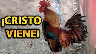 6 Animales Hablando Grabados en la Vida REAL