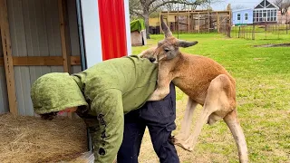 I Survived a Kangaroo Attack
