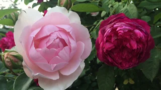 АНГЛИЙСКИЕ РОЗЫ в моем саду.  КАКИЕ английские розыУКРАШАЮТ мой сад.