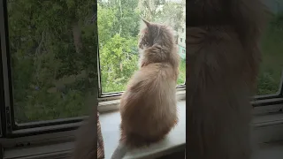 Клуня разговаривает с дружком 🥰😾😿 Мейн Кун #shorts