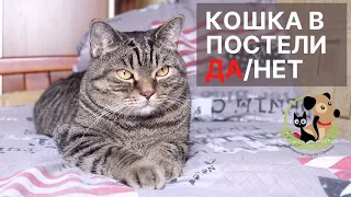 Можно ли кошке спать в одной постели с ребенком?