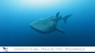 Scuba Diving Mozambique | Diversity Scuba Praia do Tofo Mozambique