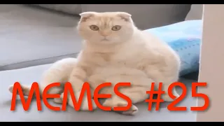 ПОДБОРКА ТИК ТОК МЕМОВ #25 | TIK TOK MEMES COMPILATION #25