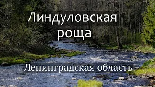 Линдуловская роща, Ленинградская область