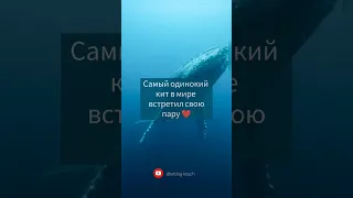 Самый одинокий кит в мире встретил свою пару 🐋 ❤ 🐳