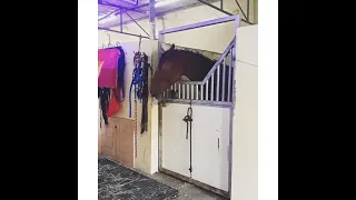 Лошадь умеет открывать двери