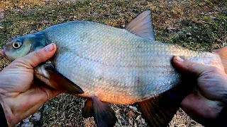 ЛЕЩ , рыбалка на реке Волхов , синец , плотва , fishing on the Volkhov river