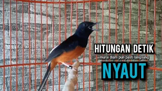 murai batu gacor AMPUH buat PANCINGAN murai batu agar bunyi JADIKAN burung murai gacor EMOSI NYAUT