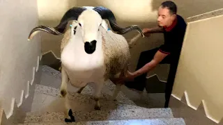 حولي واعر🥇بالصحة لي فيه🪜طالع سابقنا كجري بوحدو فالدروج 🐏❤️