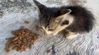 Street Kitten Rescue, He is very hungry like 3 days not eaten