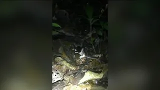 Massive spider found hunting opossum in Peru