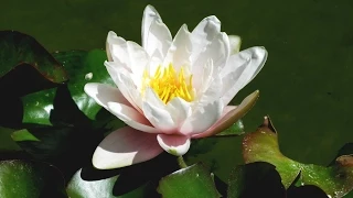 Zen Garden - Lotus Blossoms - Relaxation, Meditation, Mindfulness