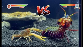 Mantis Shrimp VS Giant Crawfish