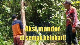 tebang kayu mahoni g pakai tali buat narik kayu,cuma di dorong pakai tangan..