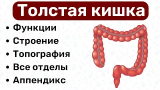 Толстый кишечник анатомия: строение толстой кишки, топография, функции, связки, анатомия жкт