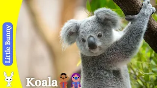 Koala : Fun Facts and Exciting Adventures for Kids