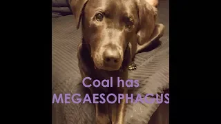 My dog has MEGAESOPHAGUS!