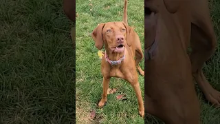 Beautiful vizsla dog #shorts