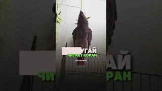 Сура: Аль-Ихлас ! Попугай читает Коран #попугай #anime #parrot #allah #akbar ! #kuran #muhammad