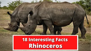 18 Interesting Facts About Rhinoceros | Global Facts