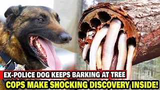 EX-Police Dog Keeps Barking At Tree, Cops Make Shocking Discovery Inside!