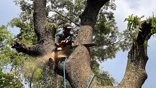 Dangerous cutting tree skills with chainsaw !! Stihl ms 881.